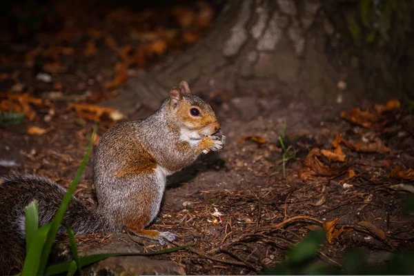 Ardilla comiendo nuez — Foto de Stock