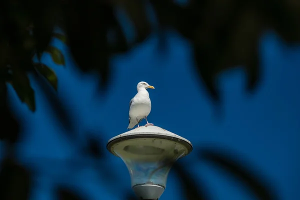 Gabbiano seduto su una lampada — Foto Stock