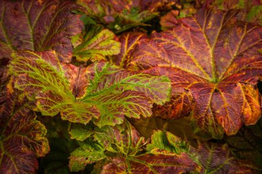 Heuchera içinde sonbahar yaprakları