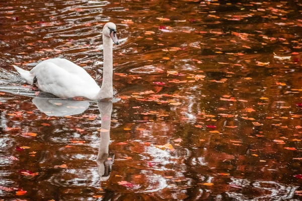 Cisne en el lago de otoño — Foto de Stock