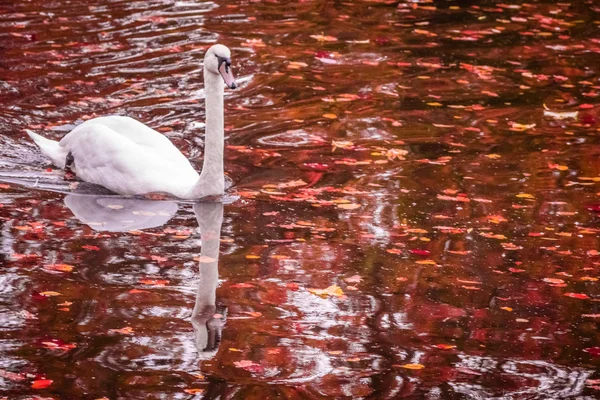 Cygne sur le lac d'automne — Photo
