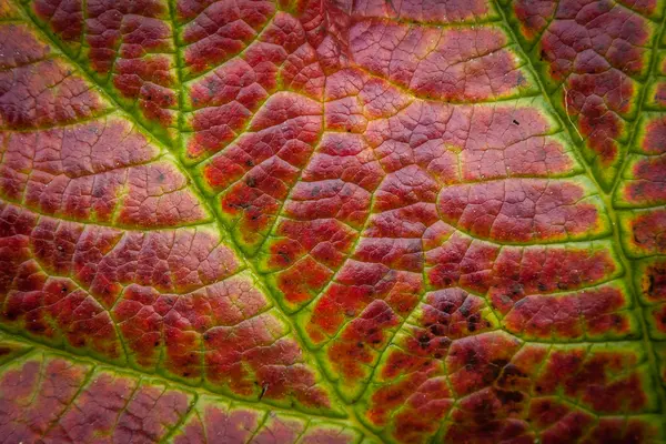 Heuchera leaf detail — Stock Photo, Image