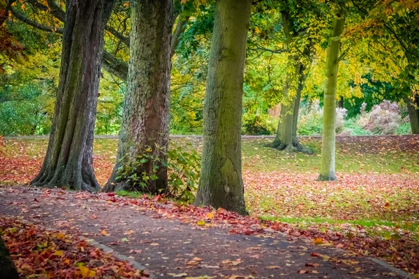 Bunter Herbstpfad — Stockfoto