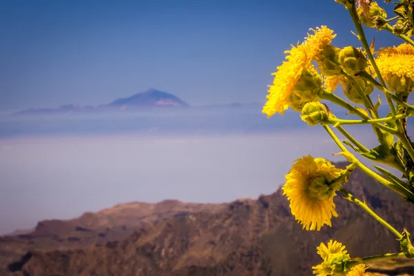 Fiori di Gran Canaria — Foto Stock