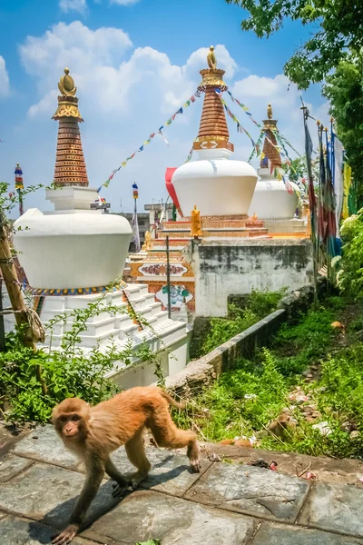 Stupa y mono — Foto de Stock
