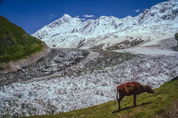 Vache et glacier — Photo