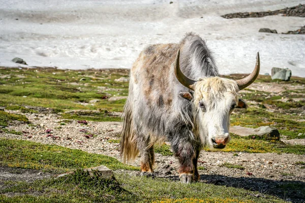 Yak blanco grande — Foto de Stock