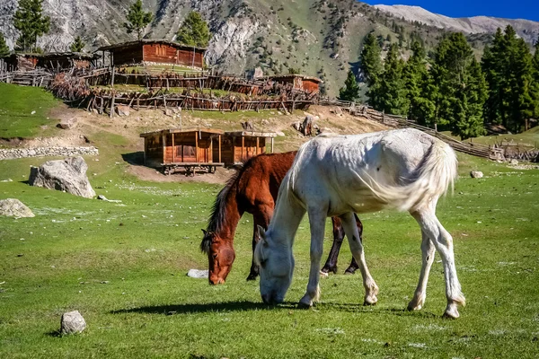 Caballos en pastos — Foto de Stock