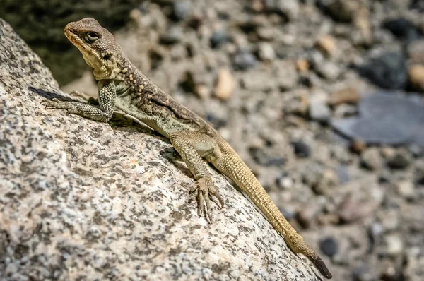 Hagedis op een rots — Stockfoto