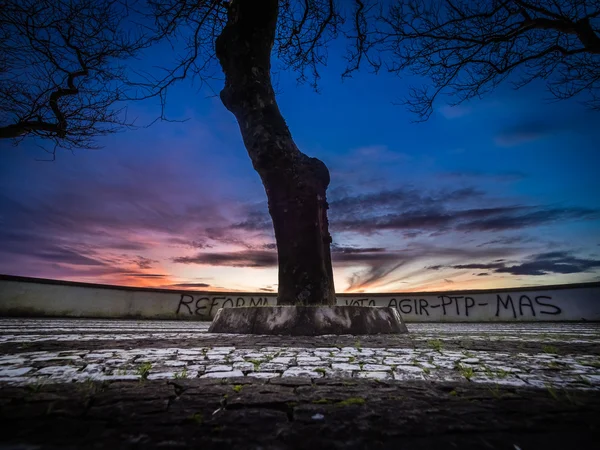 Graffiti côtier et arbre au coucher du soleil — Photo