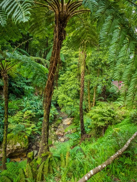 Tropenwald auf den Azoren — Stockfoto