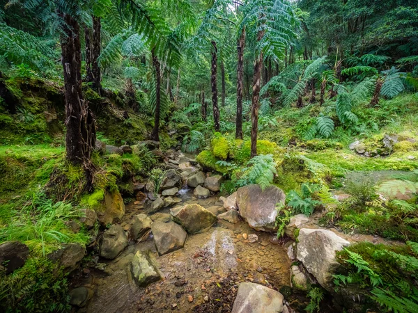 Tropischer Wald in sao miguel — Stockfoto
