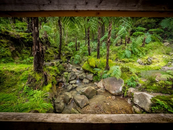 Tropisk skog i Sao Miguel — Stockfoto
