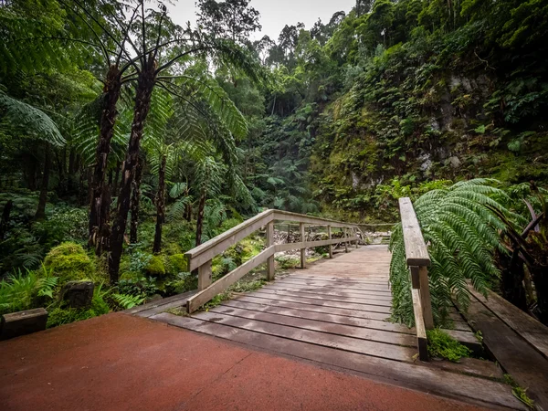 Brücke im tropischen Wald — Stockfoto