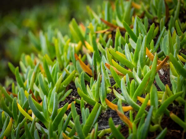 Weird green plants — Stock Photo, Image