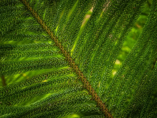 Giant fern detalj — Stockfoto