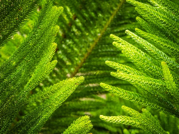 Giant fern detail — Stock Photo, Image