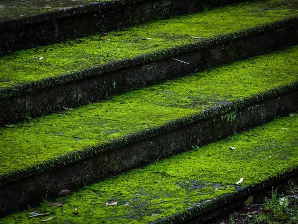 Moss coperto scale forestali — Foto Stock