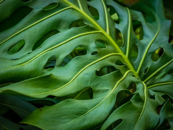 Detalle de la hoja de Monstera — Foto de Stock