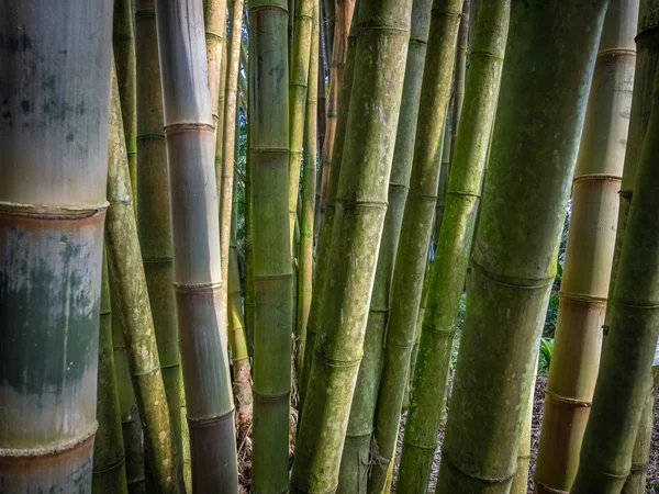 Bambusové lesy v Sao Miguel — Stock fotografie