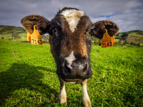 Αγελάδα σε ένα λιβάδι — Φωτογραφία Αρχείου