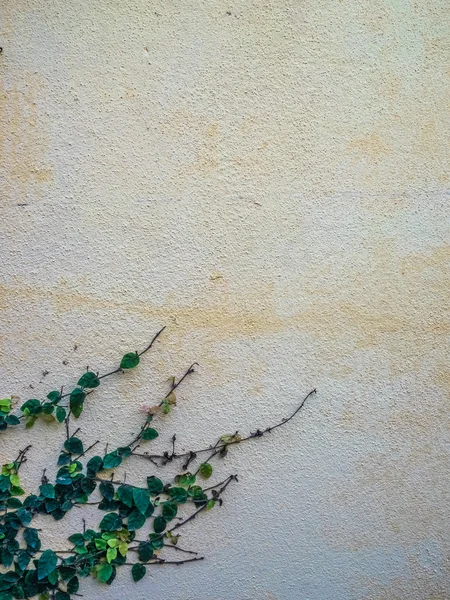 Hiedra en la pared — Foto de Stock