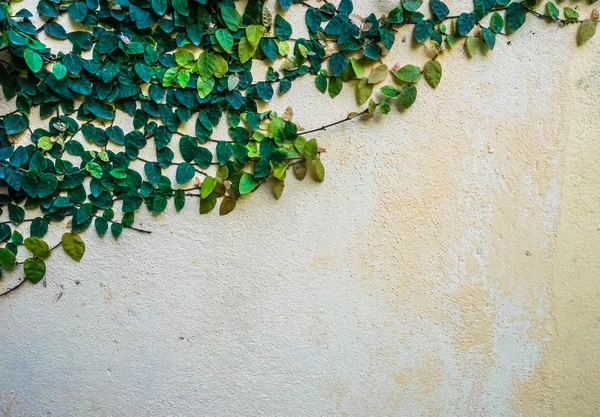Плющ на стене — стоковое фото
