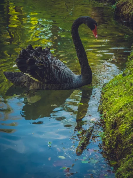 Krásná Černá labuť — Stock fotografie