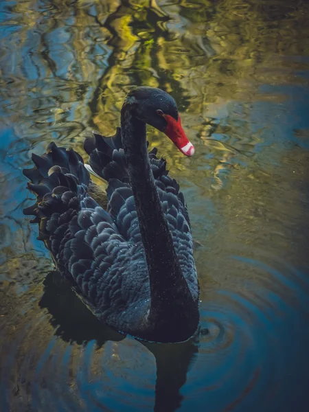 美しい黒い白鳥 — ストック写真