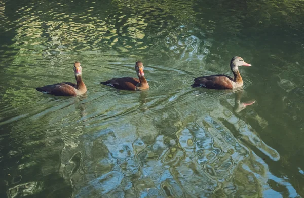 Keluarga bebek di kolam. — Stok Foto