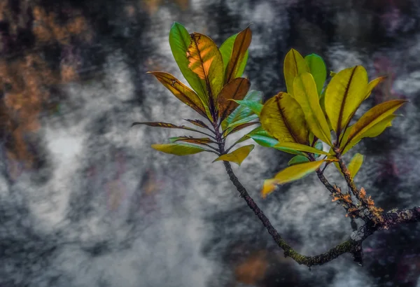 가 잎 세부 사항 — 스톡 사진
