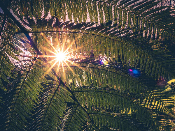 Листья папоротника и солнечные лучи
