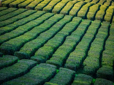 Sao Miguel, Azor plantasyonda çay