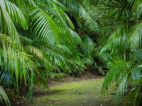 Kentia palmer i en trädgård — Stockfoto