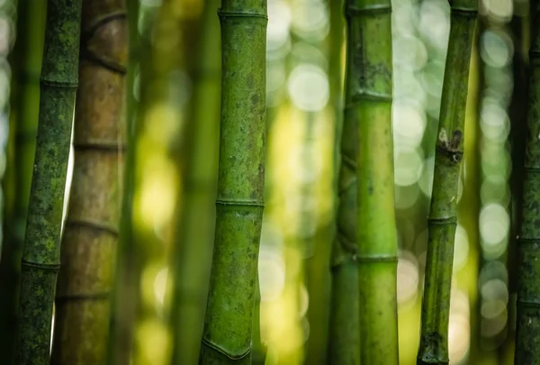 Bambusové lesy v zahradě — Stock fotografie