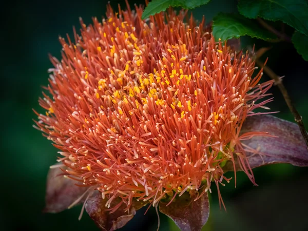 Flor de Isopogon vermelho — Fotografia de Stock