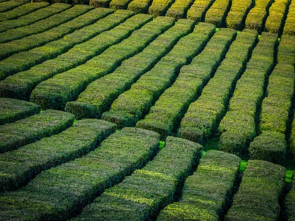 Plantación de té en Sao Miguel, Azores — Foto de Stock