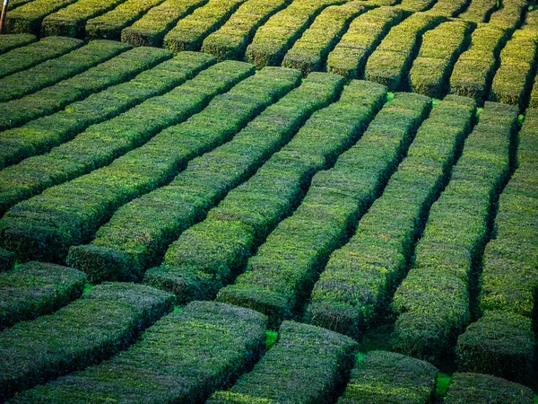 Tea plantation on Sao Miguel, Azores — Stock Photo, Image