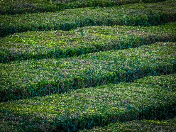 Piantagione di tè a Sao Miguel, Azzorre — Foto Stock