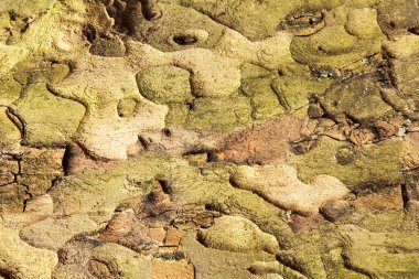 Ağaç kabuğu desen