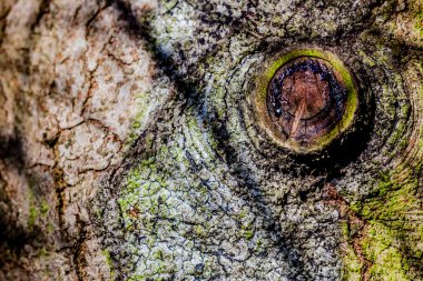 Ağaç kabuğu desen