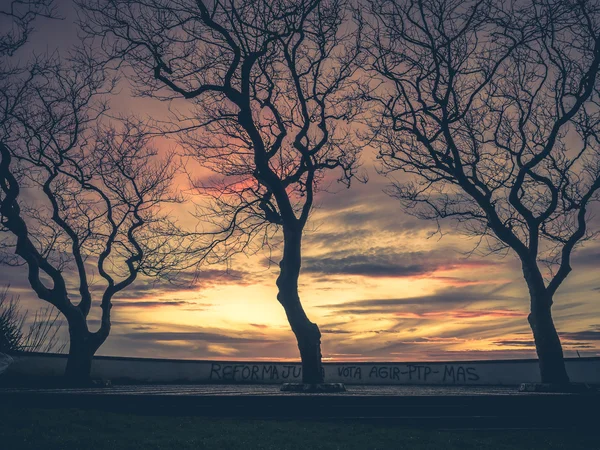 海岸线涂鸦和树木在日落时 — 图库照片