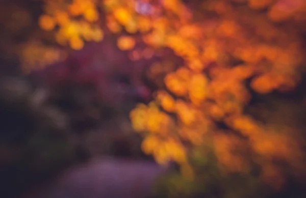 Diffused autumn colors — Stock Photo, Image