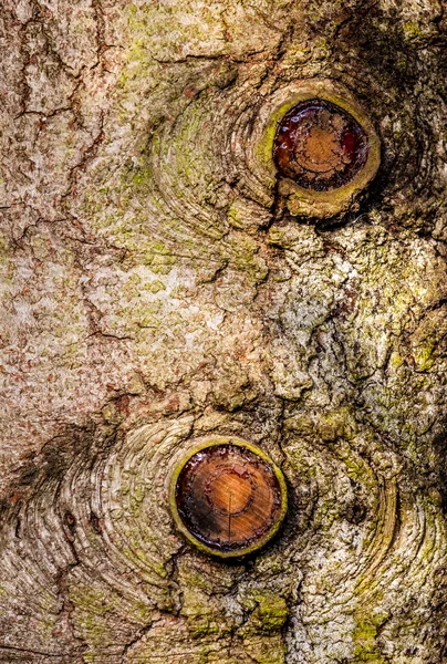 Tree bark pattern — Stock Photo, Image