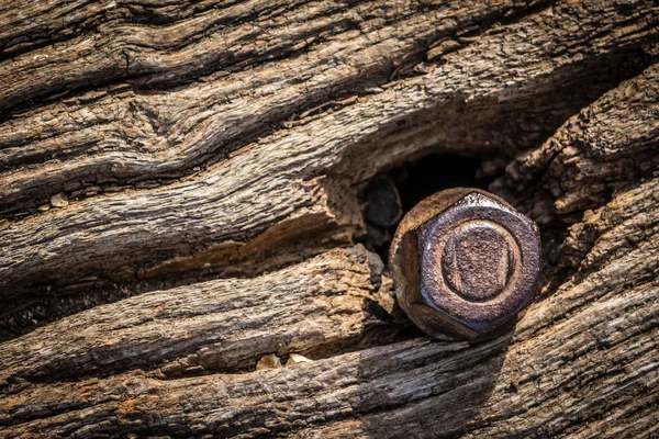Bir ağaç kabuğu vida — Stok fotoğraf