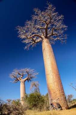 Bisiklet Baobab altında