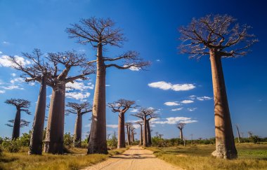 Avenida de Baobab
