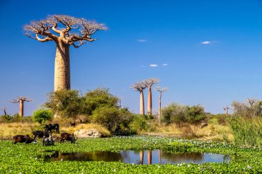 Küçük bir göl ve baobabs