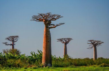 Büyük baobab ağaçları 