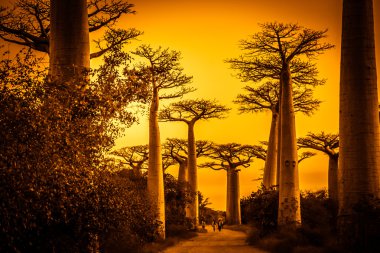 Avenida de Baobab gün batımında